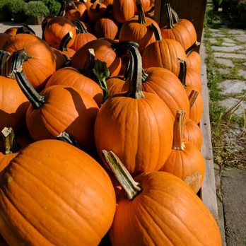 Ward's Berry Farm - Pumpkin season - Delis Near Me - Sharon, Massachusetts Ward's Berry Farm - Pumpkin season - Delis Near Me - Sharon, Massachusetts