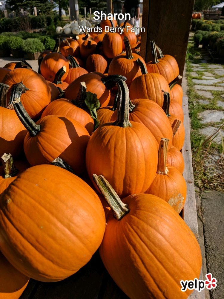 WARD’S BERRY FARM 73 Photos & 86 Reviews Delis 614 S Main St