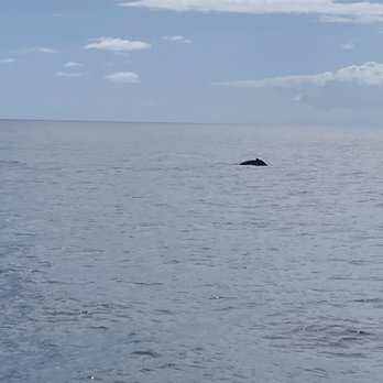 Blue Dolphin Charters - Whale season extra experience - Boating Near Me - Eleele, Hawaii Blue Dolphin Charters - Whale season extra experience - Boating Near Me - Eleele, Hawaii