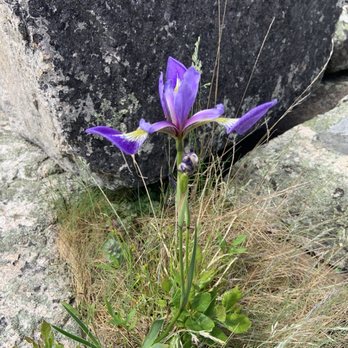 Schoodic Point - One of the pretty flowers growing in the cracks of granite. - Local Flavor Near Me Schoodic Point - One of the pretty flowers growing in the cracks of granite. - Local Flavor Near Me
