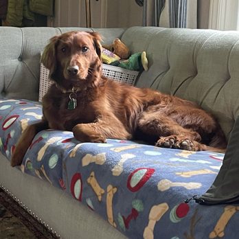 Pet Supplies Plus West Seattle - Look how pretty and clean I am! - Pet Groomers Near Me - Seattle, Washington