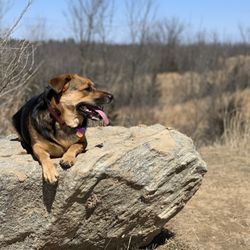 Granville Dog Park - Top of one of the many hills throughout the park.