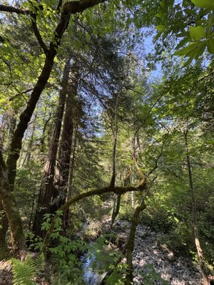 Bothe-Napa Valley State Park by null