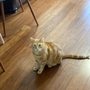 Photo of Miami Pet Concierge