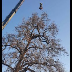 John Ayers Tree Surgeons