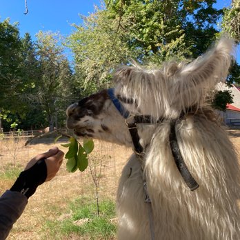 Topstall Farm - Attraction Farms Near Me - Roy, Washington