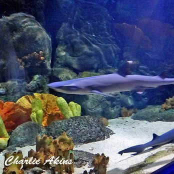 Ripley's Mirror Maze - Close view of sharks - Aquariums Near Me - Myrtle Beach, South Carolina Ripley's Mirror Maze - Close view of sharks - Aquariums Near Me - Myrtle Beach, South Carolina