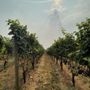 Photo of Pete's Mountain Vineyard & Winery