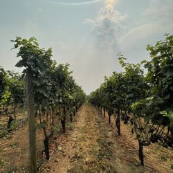 Pete's Mountain Vineyard & Winery