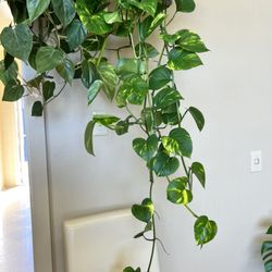 K and O Plant