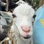 Photo of The Bubbly Goat