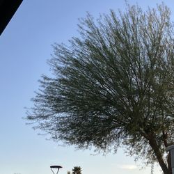 Desert view - a couple of trees