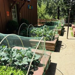 Veggies Veggies