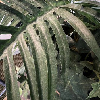 Edgewater Inn - Filth on fake plant on tabletop at time of check in. - Hotels Near Me - Biloxi, Mississippi Edgewater Inn - Filth on fake plant on tabletop at time of check in. - Hotels Near Me - Biloxi, Mississippi