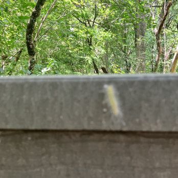 Lettuce Lake Park - mini wildlife in a fuzzy caterpillar on the boardwalk - never touch those - Parks Near Me - Tampa, Florida