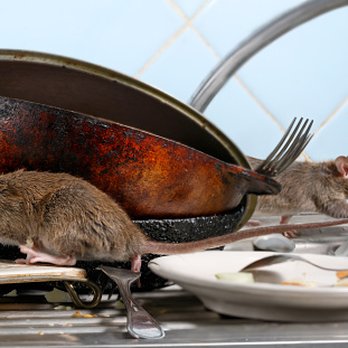Metro Pointe Apartment Homes - Mouse illustration for the other MPAH review by a MPAH tenant! The one about mice in the kitchen sink that no one at MPAH wants to deal with - Apartments Near Me - Baltimore, Maryland Metro Pointe Apartment Homes - Mouse illustration for the other MPAH review by a MPAH tenant! The one about mice in the kitchen sink that no one at MPAH wants to deal with - Apartments Near Me - Baltimore, Maryland