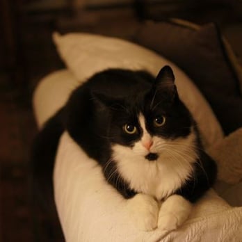 Precious Pets Sitting & Errand Services - Employment Agencies Near Me Precious Pets Sitting & Errand Services - Employment Agencies Near Me
