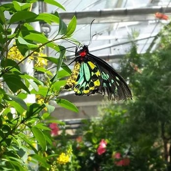 Butterfly Pavilion - Museums Near Me - Westminster, Colorado Butterfly Pavilion - Museums Near Me - Westminster, Colorado