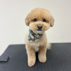 Tailored Tails - My pal Hogan
