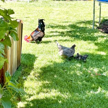California Backyard Solutions - The grass is greener over here - Landscape Architects or Designers Near Me California Backyard Solutions - The grass is greener over here - Landscape Architects or Designers Near Me