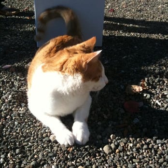Goosecross Cellars - Goosecross winery Cat Max - Wineries Near Me - Yountville, California