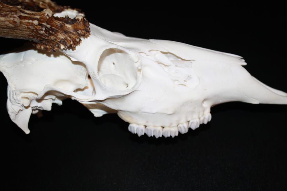 Northern European Mounts - taxidermy in Gladwin, MI