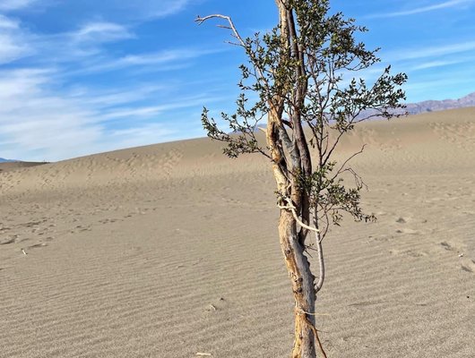 Furnace Creek Campground by null