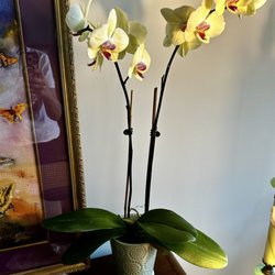 Garden Bar - Orchid