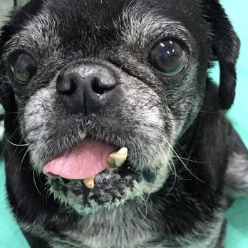 AZ Pug Life Rescue - Horrible tooth and mouth infection - Pet Services Near Me AZ Pug Life Rescue - Horrible tooth and mouth infection - Pet Services Near Me