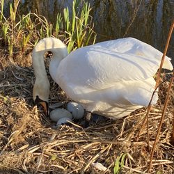 Figgate Burn Park - And her babies