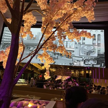 Paperfish Sushi - Cherry blossom trees and large film screen. - Sushi Bars Near Me - Miami, Florida Paperfish Sushi - Cherry blossom trees and large film screen. - Sushi Bars Near Me - Miami, Florida