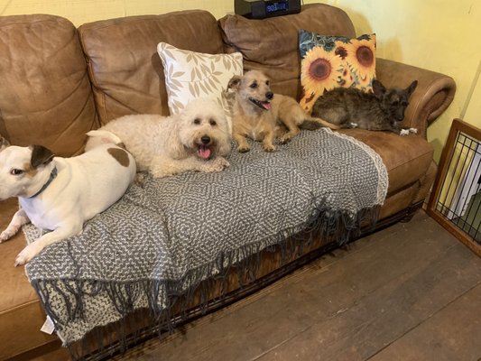 Amazing Tails Dog Boarding & Grooming