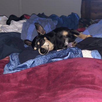 Buena Vet - Resting comfortably from the wonderful care from Buena Vet - Veterinarians Near Me - Ventura, California Buena Vet - Resting comfortably from the wonderful care from Buena Vet - Veterinarians Near Me - Ventura, California