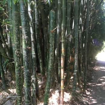 City Botanic Gardens - Botanical Gardens Near Me - Brisbane, QLD