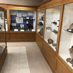 Charles R Conner Museum - Rabbits