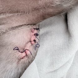 Mechanicsburg Veterinary Clinic - After he had his way with the incision that "she" said looked fine!