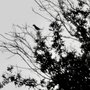 Photo of Wild Birds Unlimited