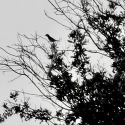 Wild Birds Unlimited