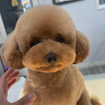 Henleys Dog Grooming: Unleash Your Pet's Best Look