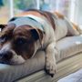 Photo of Bush Veterinary Neurology Service - Springfield