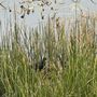 Photo of Dennis P Koehler Preserve
