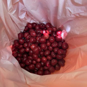 Cherry Time - Pick Your Own Farms Near Me - Brentwood, California Cherry Time - Pick Your Own Farms Near Me - Brentwood, California