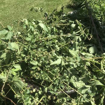 Huerta Landscaping - Hauling away my three-year-old, perfectly healthy blackberry bush that they chopped out of my garden without permission. - Landscaping Near Me - Kingston, Illinois Huerta Landscaping - Hauling away my three-year-old, perfectly healthy blackberry bush that they chopped out of my garden without permission. - Landscaping Near Me - Kingston, Illinois