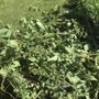 Photo of Huerta Landscaping