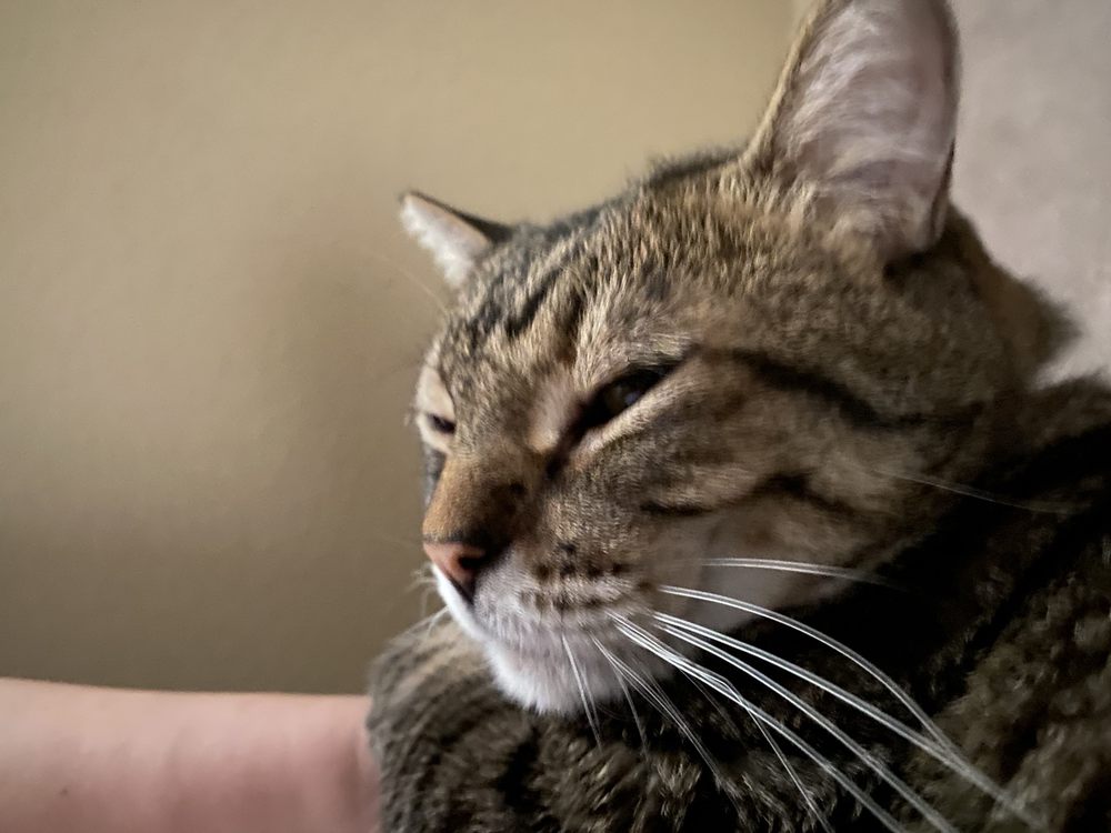 KITS & KATS RESCUE Updated September 2024 13 Photos 1917 Douglas