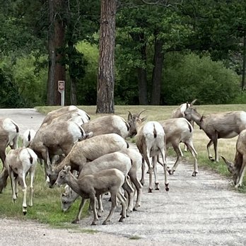 Custer State Park - Evening time when we saw the bighorns and their multiple little ones -- so wonderful! - Parks Near Me - Custer, South Dakota