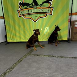 Canine Resource Center - Dogs in a sit stay.
