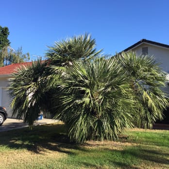 Angel's Tree Service - You can tell by the Before & After pictures what a great job Angels Tree Service did for us yesterday. - Tree Services Near Me Angel's Tree Service - You can tell by the Before & After pictures what a great job Angels Tree Service did for us yesterday. - Tree Services Near Me