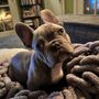 Photo of NorthCalFrenchies