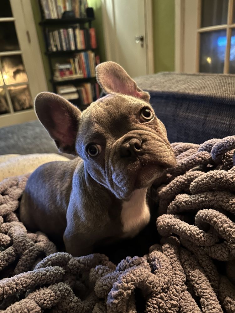 NorthCalFrenchies - pet boarding facility in Sacramento, CA